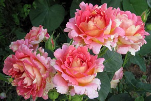 Роз де Цистерсьен (Rose Des Cisterciens) 