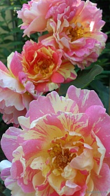 Роз де Цистерсьен (Rose Des Cisterciens) 
