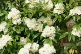 Белая роза Леди Бэнкс( Lady banks ' white rose )НОВИНКА