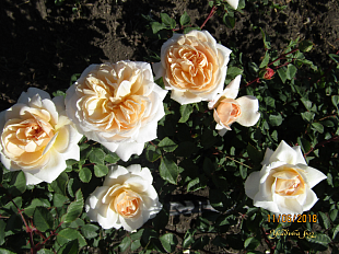 Крокус Роуз (Crocus Rose)