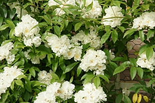 Белая роза Леди Бэнкс( Lady banks ' white rose )