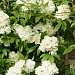 Белая роза Леди Бэнкс( Lady banks ' white rose )