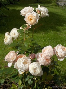 Эмбридж Роуз (Ambridge Rose) НОВИНКА
