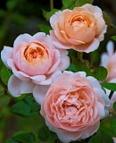 Эмбридж Роуз (Ambridge Rose) НОВИНКА