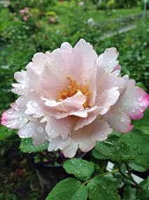 Тилия (Couture Rose Tilia) НОВИНКА